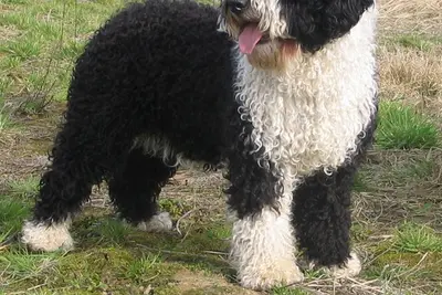 A Spanish Water Dog