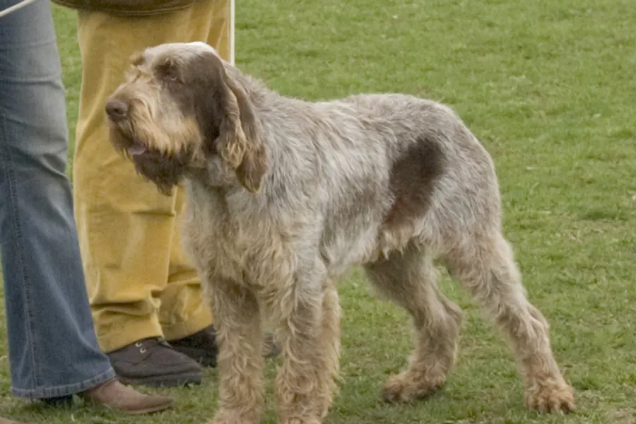 A Spinone Italiano, a large dog of the sporting group