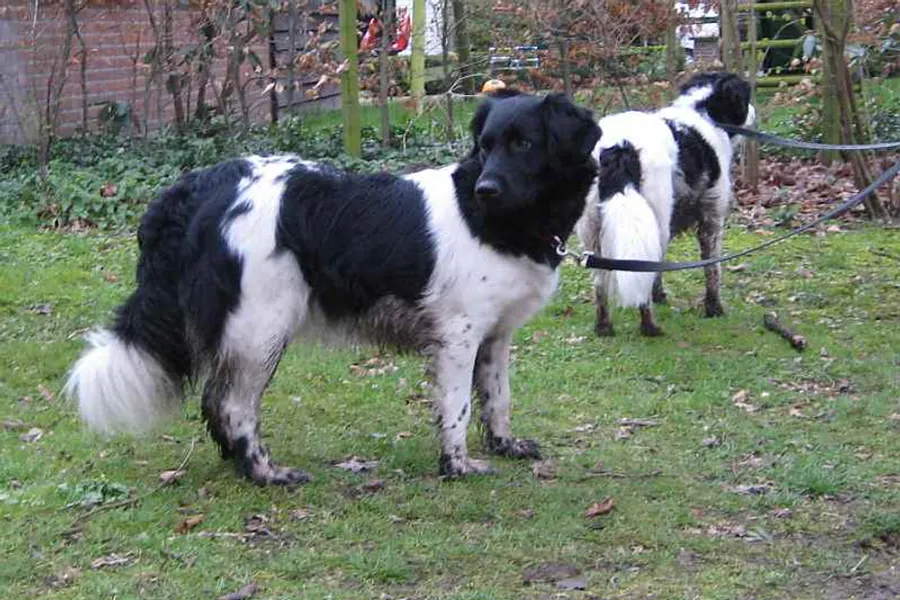 A Stabyhoun, a large dog of the foundation stock service group