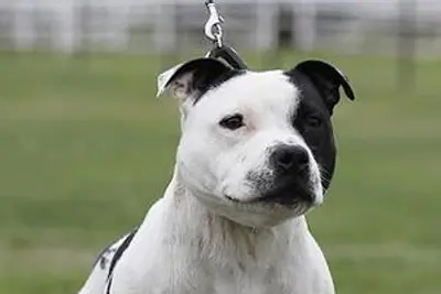 A Staffordshire Bull Terrier