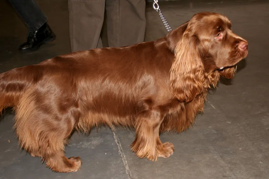 A Sussex Spaniel, a medium dog of the sporting group