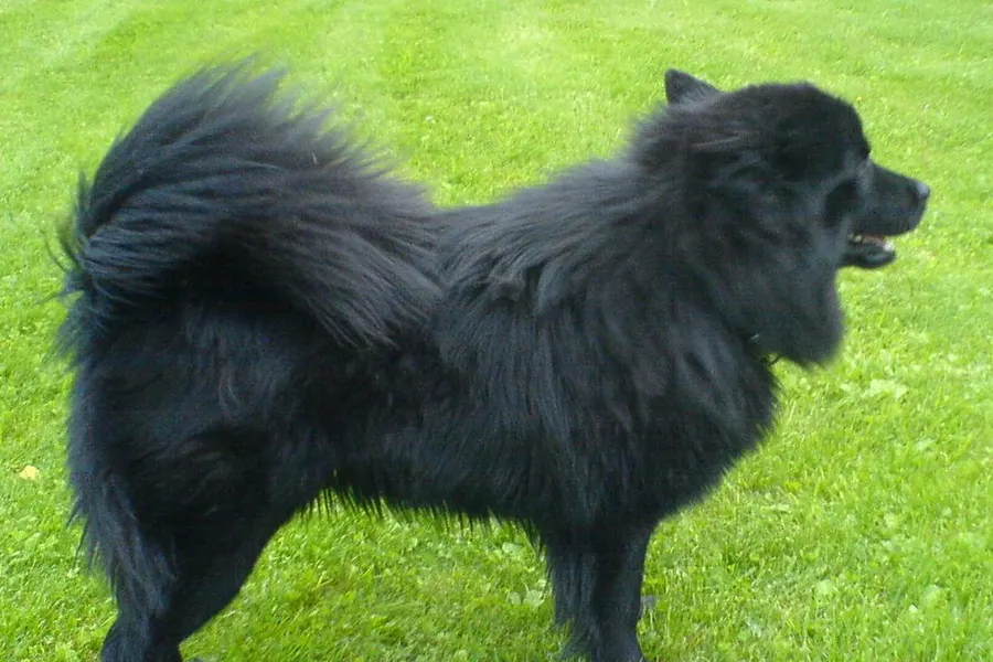 A Swedish Lapphund, a medium dog of the foundation stock service group