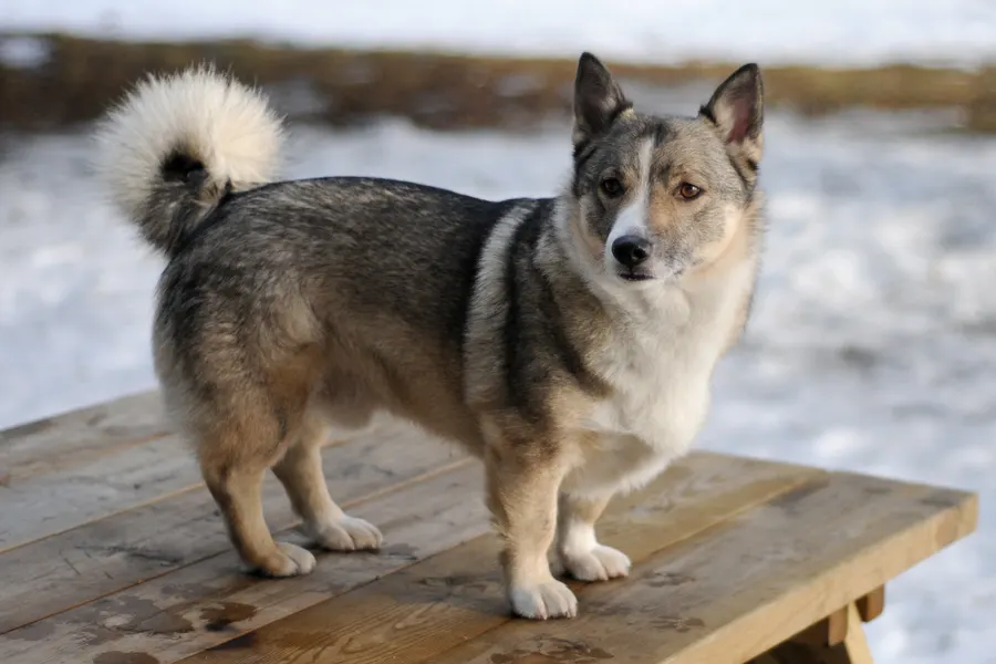 A Swedish Vallhund, a medium dog of the herding group