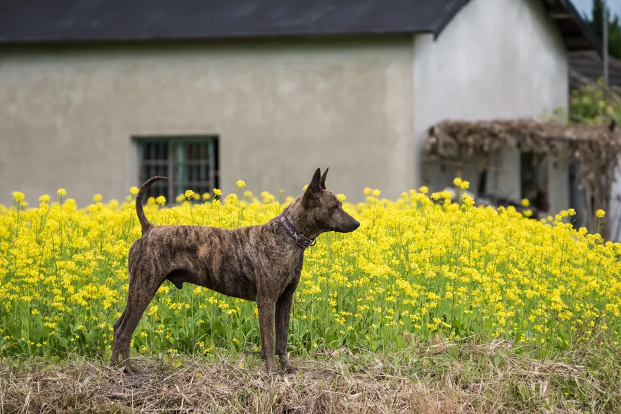 A Taiwan Dog, a medium dog of the foundation stock service group