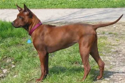 A Thai Ridgeback