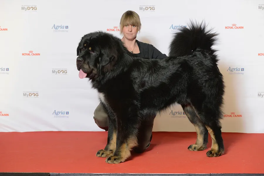 A Tibetan Mastiff, a large dog of the working group
