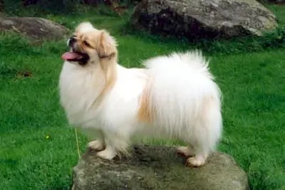 A Tibetan Spaniel