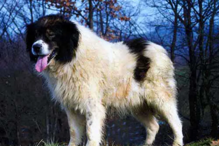 A Tornjak, a large dog of the foundation stock service group