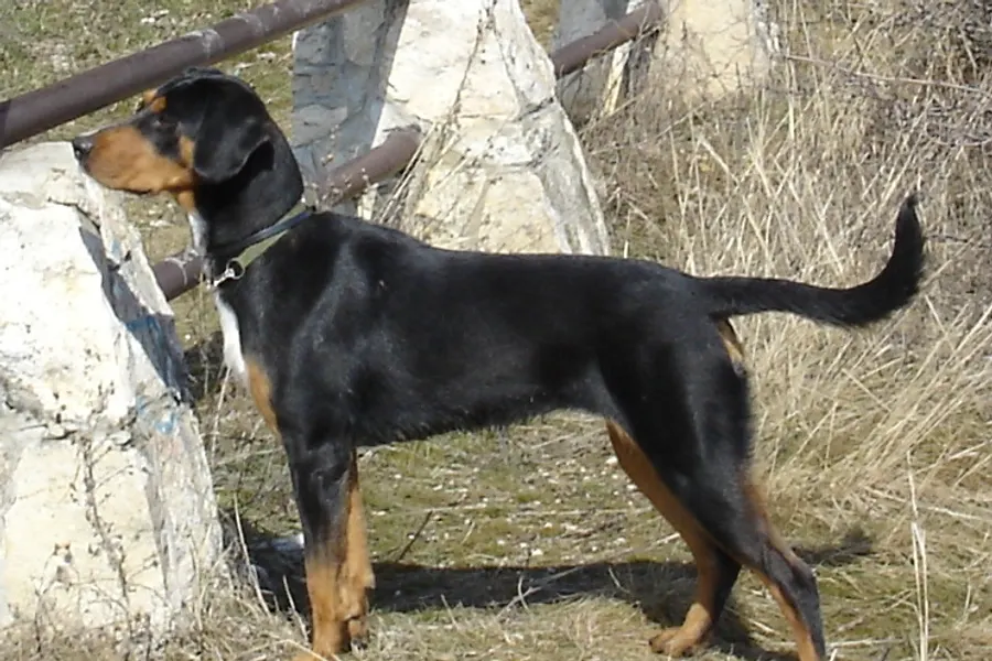 A Transylvanian Hound, a medium dog of the foundation stock service group
