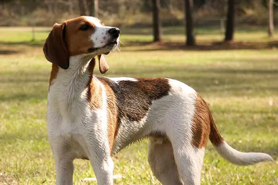 A Treeing Walker Coonhound, a large dog of the hound group