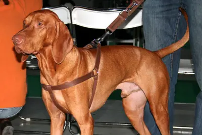 A Vizsla