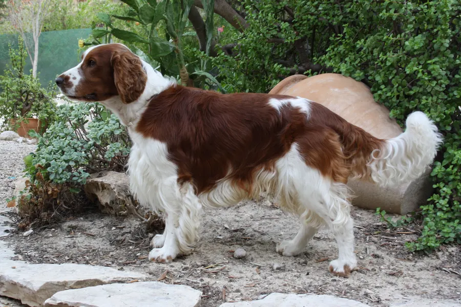 A Welsh Springer Spaniel, a medium dog of the sporting group