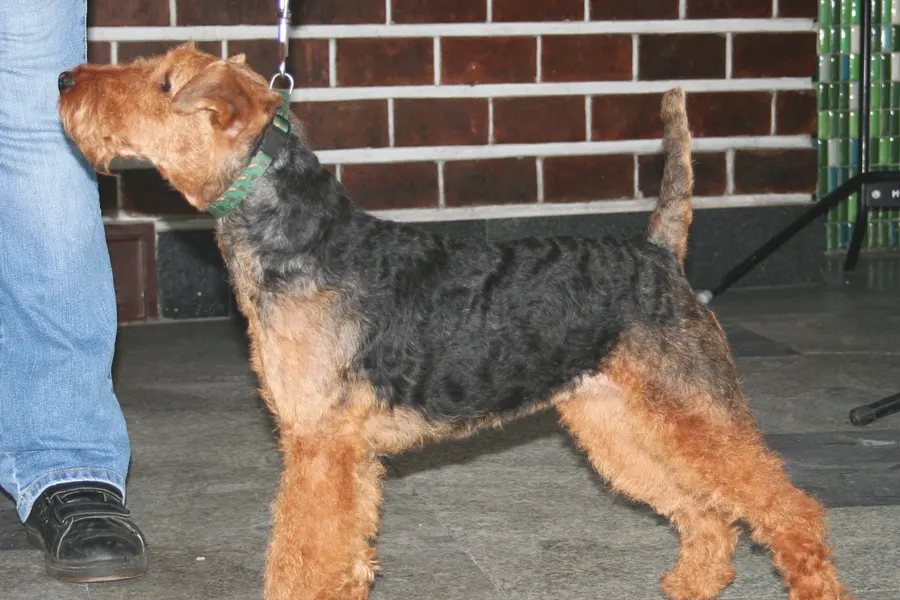 A Welsh Terrier, a small dog of the terrier group