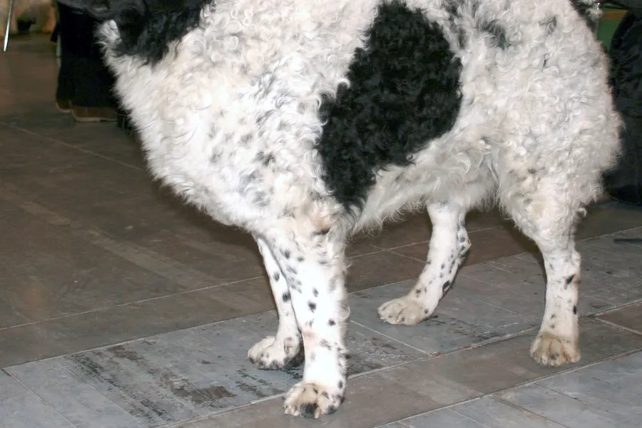 A Wetterhoun, a large dog of the foundation stock service group
