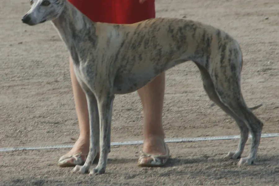 A Whippet, a medium dog of the hound group