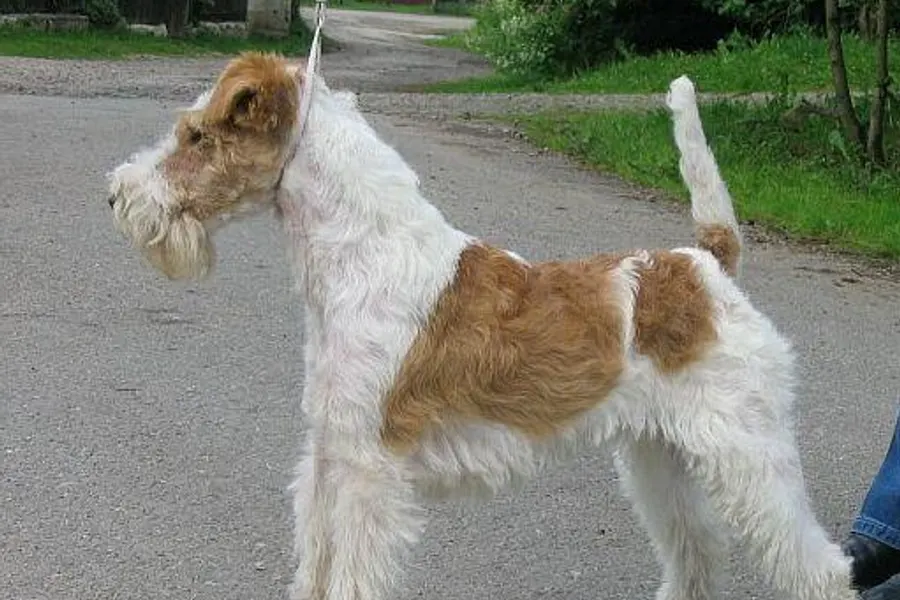 A Wire Fox Terrier, a small dog of the terrier group