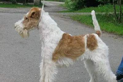A Wire Fox Terrier