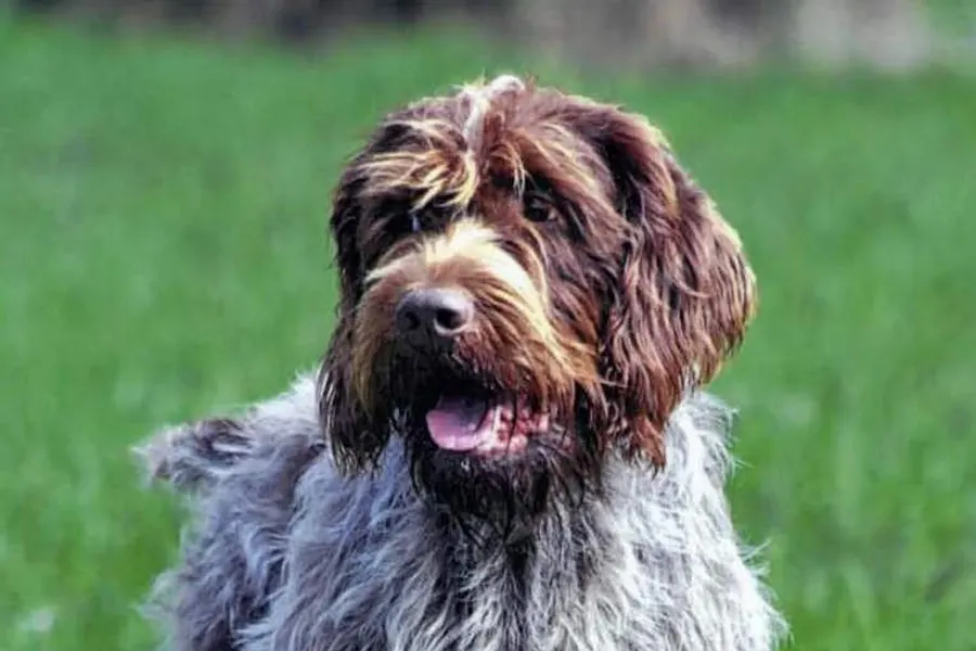 A Wirehaired Pointing Griffon, a large dog of the sporting group