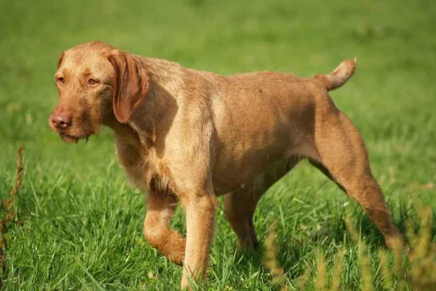 A Wirehaired Vizsla, a large dog of the sporting group