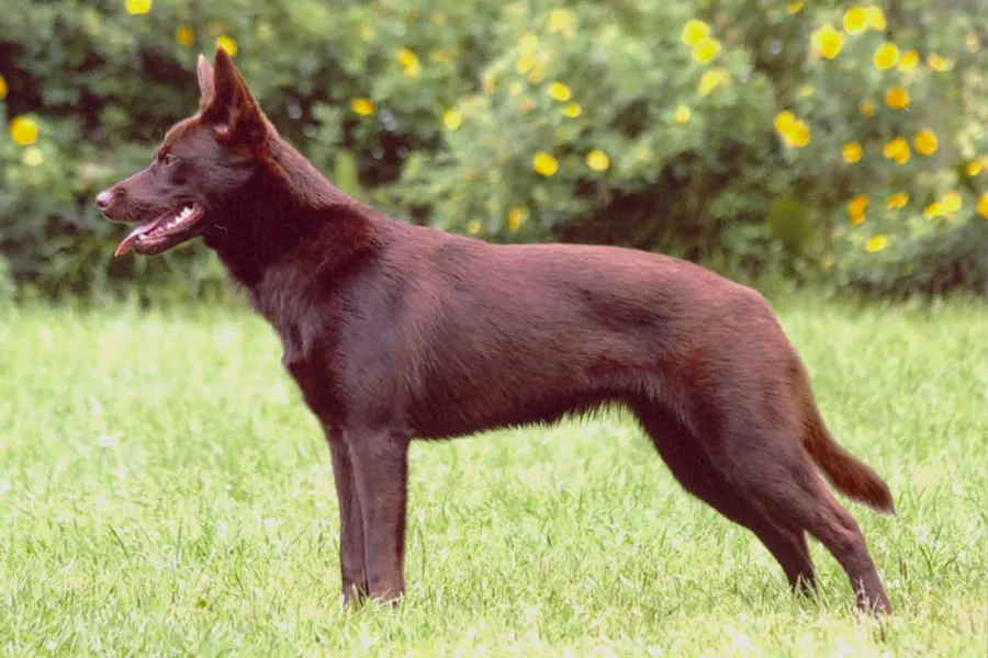 A Working Kelpie, a large dog of the foundation stock service group