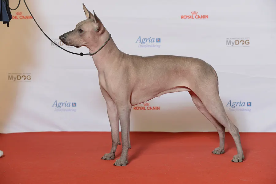 A Xoloitzcuintli, a medium dog of the non-sporting group
