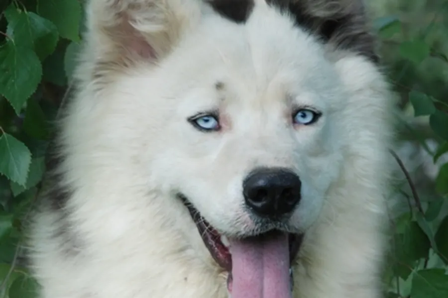 A Yakutian Laika, a medium dog of the foundation stock service group