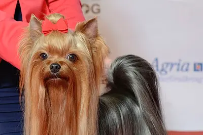 A Yorkshire Terrier